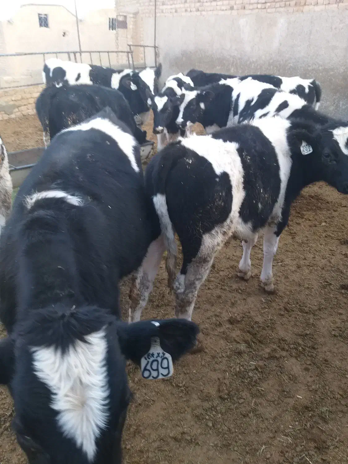 گوساله نر قطع شیر|حیوانات مزرعه|خنجین, |دیوار