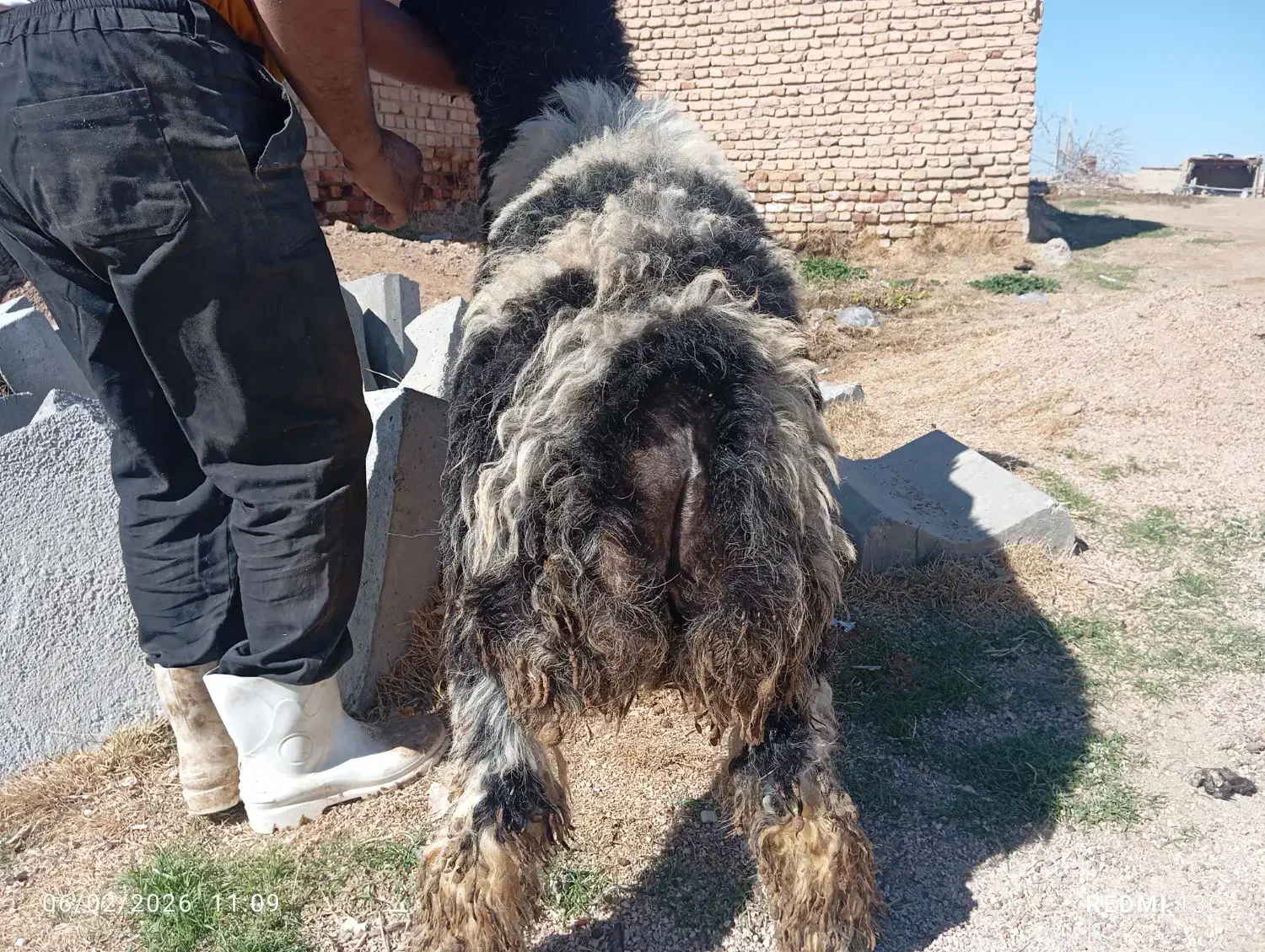 بره قوچی|حیوانات مزرعه|مرودشت, مسکن مهرگان|دیوار