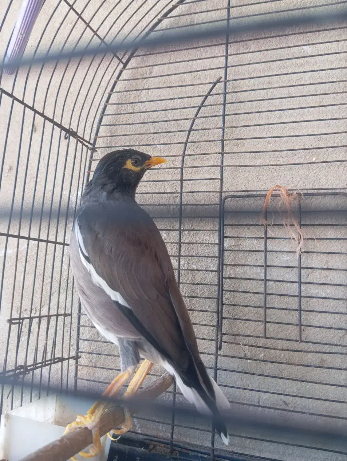 مرغ مینا سخنگو|پرنده|بندرعباس, |دیوار