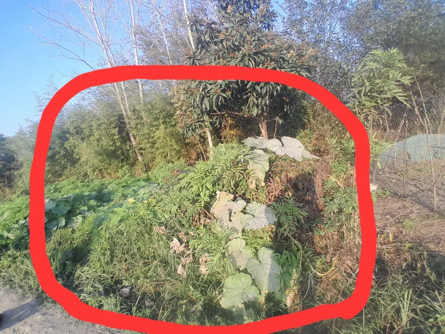 زمین شخصی واقع در شفت|فروش زمین و ملک کلنگی|رشت, بازار|دیوار