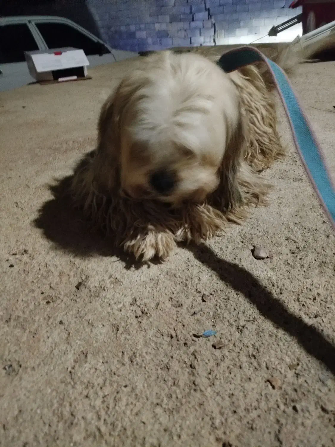 سگ سفید|سگ|یاسوج, |دیوار