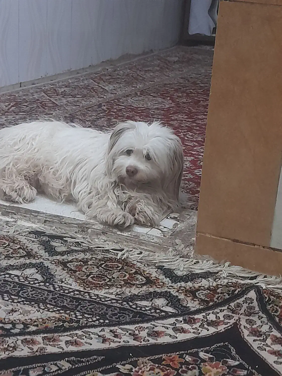 اهواز ملاشیه خیابان کمربندی 4راشدیه|سگ|اهواز, ملاشیه|دیوار