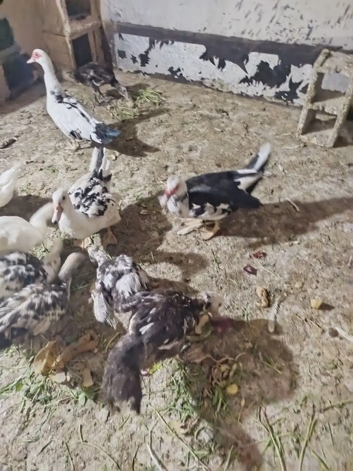 اردک روسی بالغ ونیمچه|حیوانات مزرعه|بندر امام خمینی, |دیوار