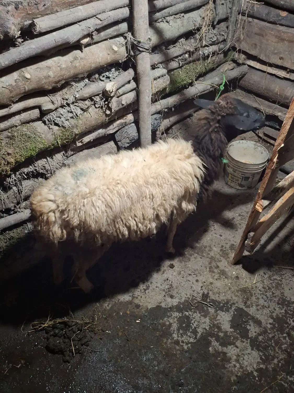 فروش گوسفند  نر وماده وبز|حیوانات مزرعه|لاهیجان, لیل|دیوار