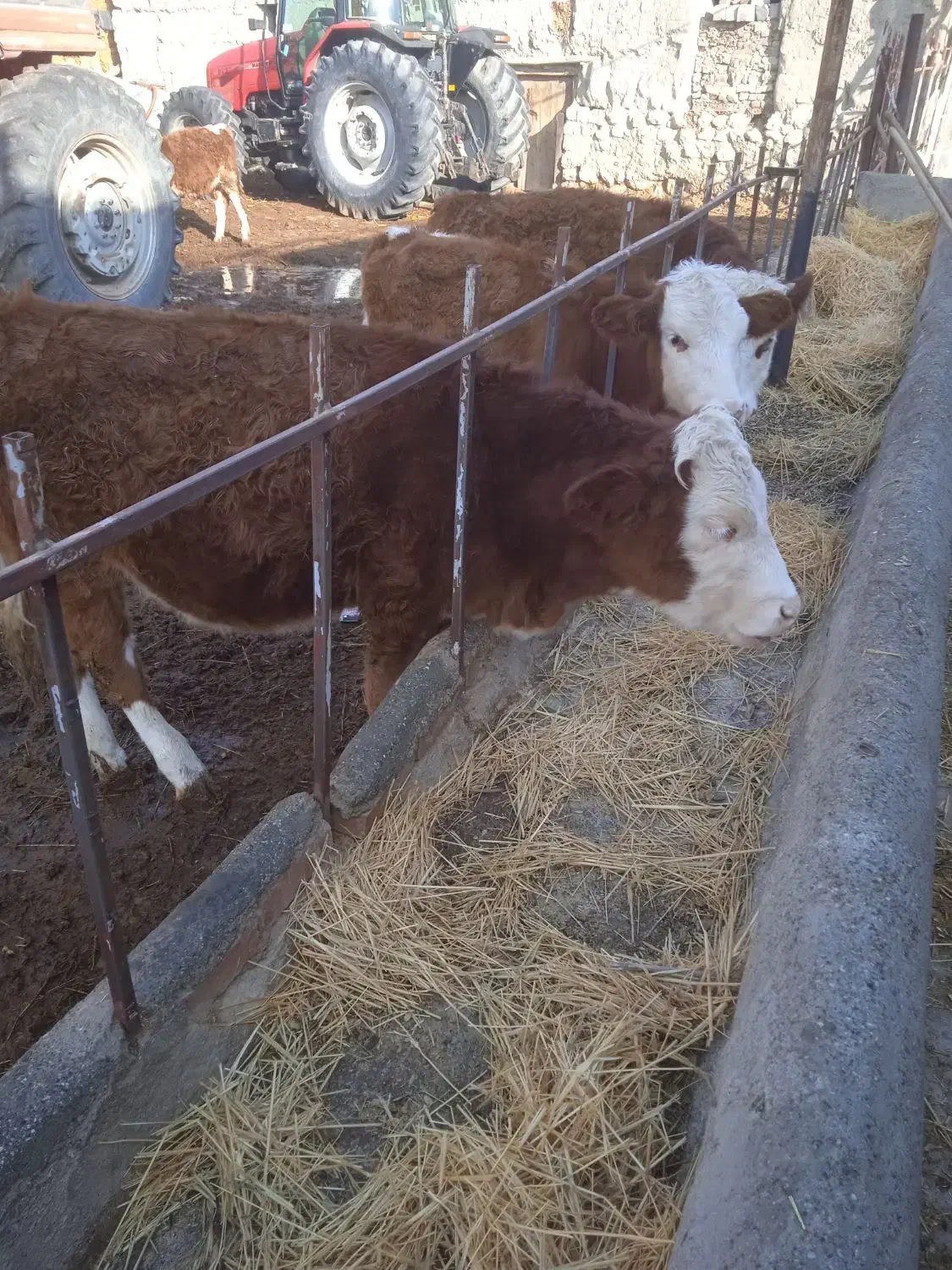 فروش گوساله سمینتال ماده|حیوانات مزرعه|محمدبار, |دیوار