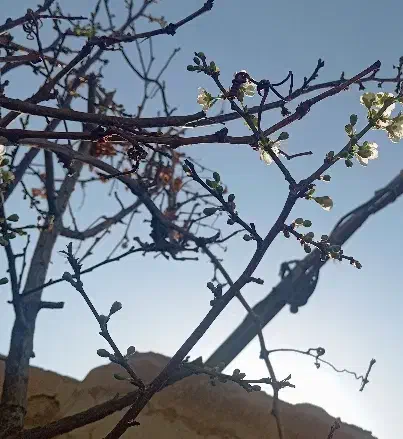 درخت و گل|گل و گیاه طبیعی|رباط‌کریم, رباط‌کریم|دیوار