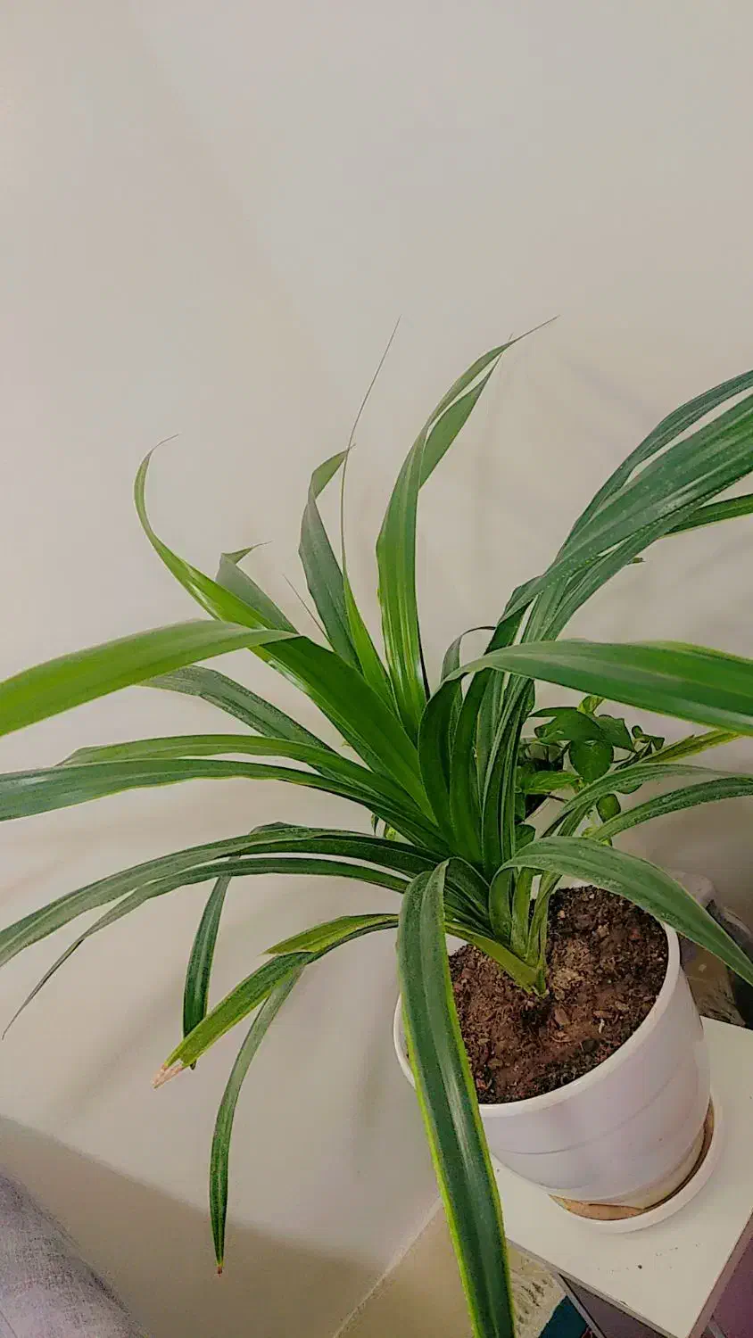 گل اپارتمانی|گل و گیاه طبیعی|بیرجند, |دیوار