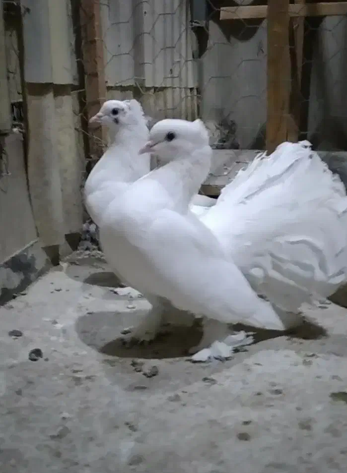 کبوتر تزیینی|پرنده|ری, شهید بهشتی|دیوار