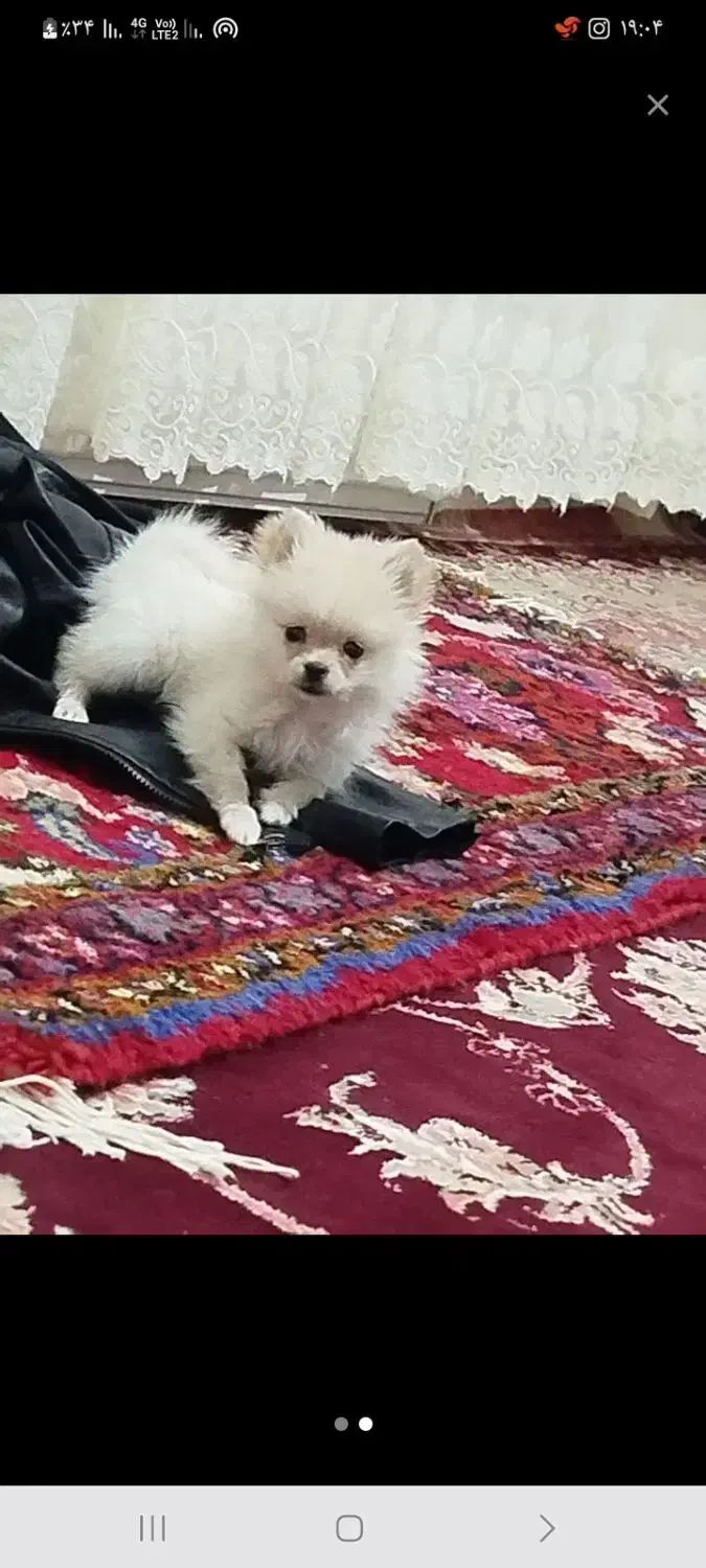 پامر روباهی|سگ|اسکو, |دیوار