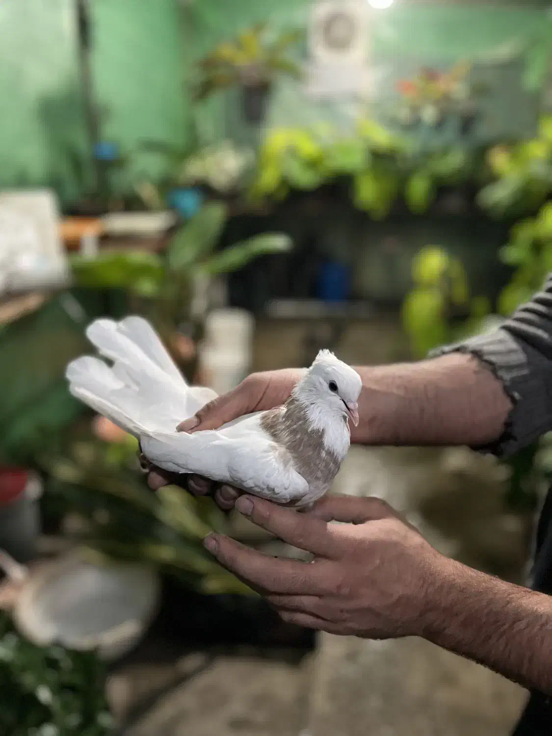 فروش طوقی اجری|پرنده|قائم‌شهر, |دیوار