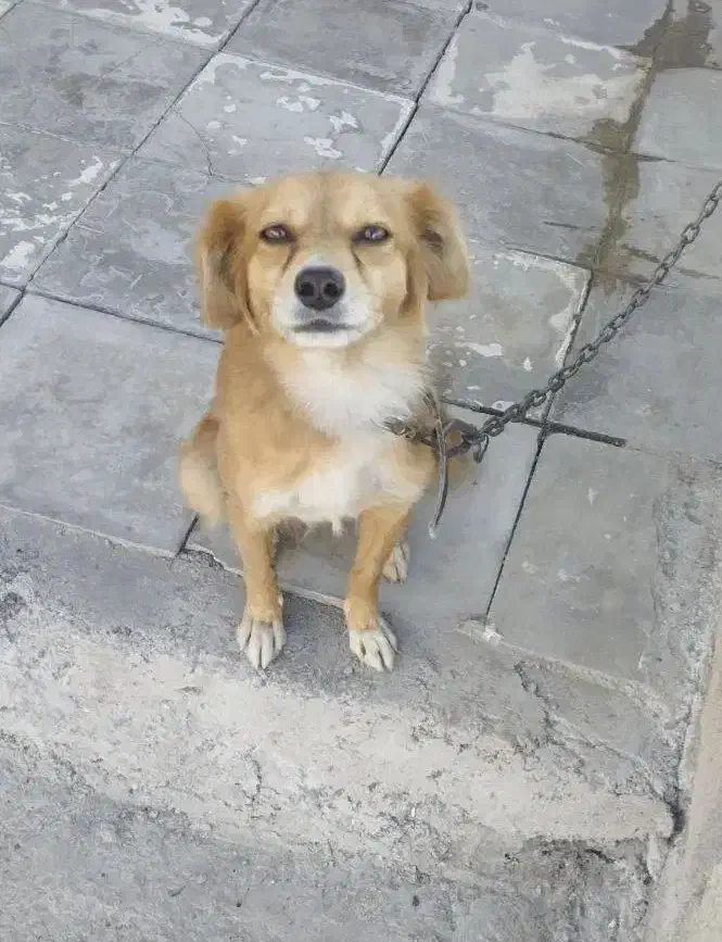 سگ پامر ماده|سگ|ماهان, |دیوار