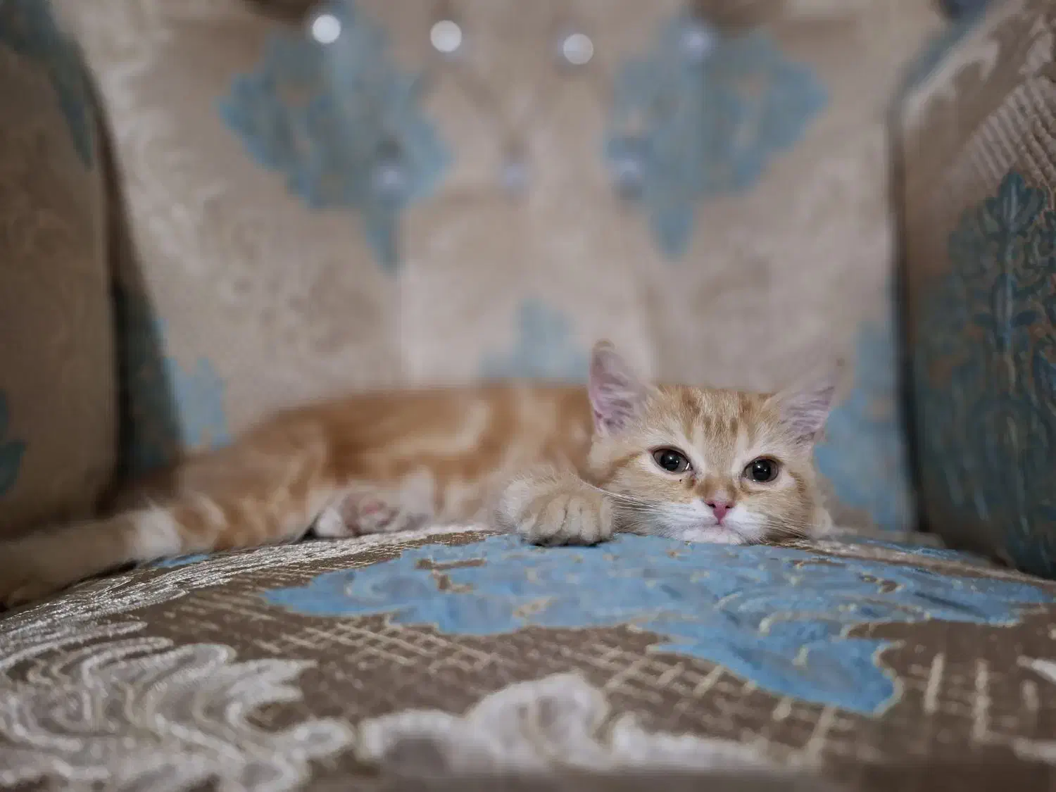 گربه بریتیش گارد فیلد تبی نر|گربه|تبریز, |دیوار