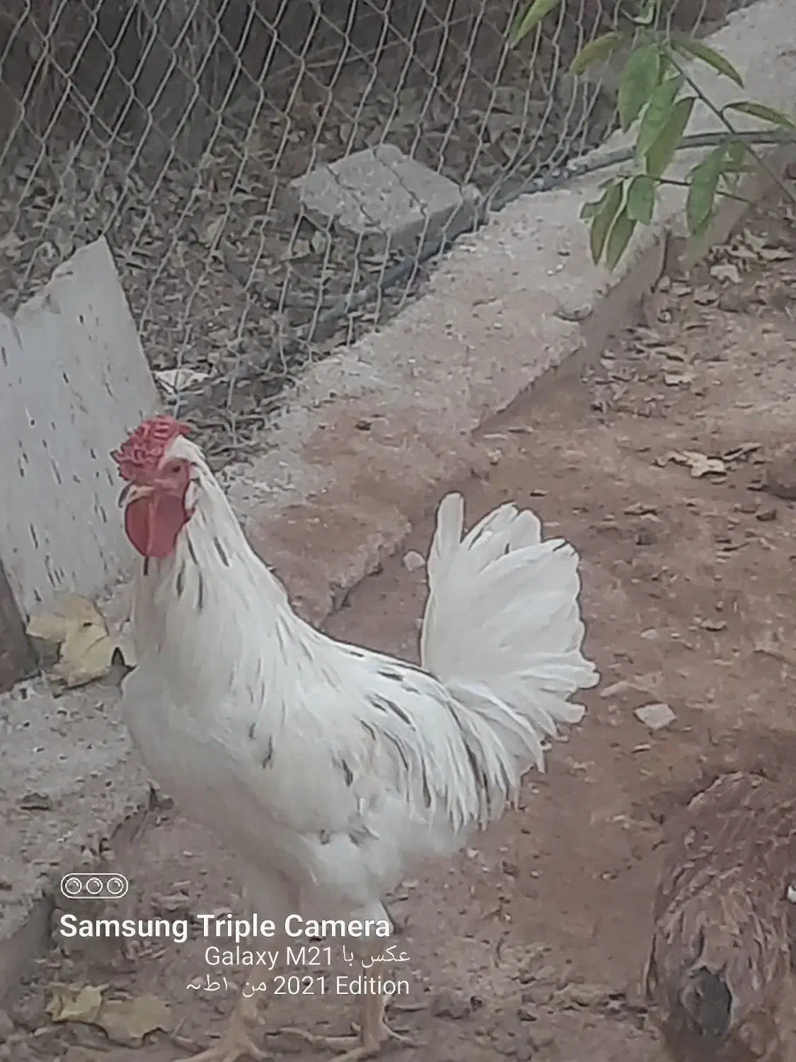 خروس گلین|حیوانات مزرعه|پاکدشت, پاکدشت (مامازند)|دیوار