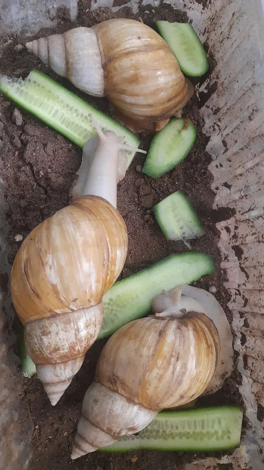 حلزون|خزنده|یزد, |دیوار