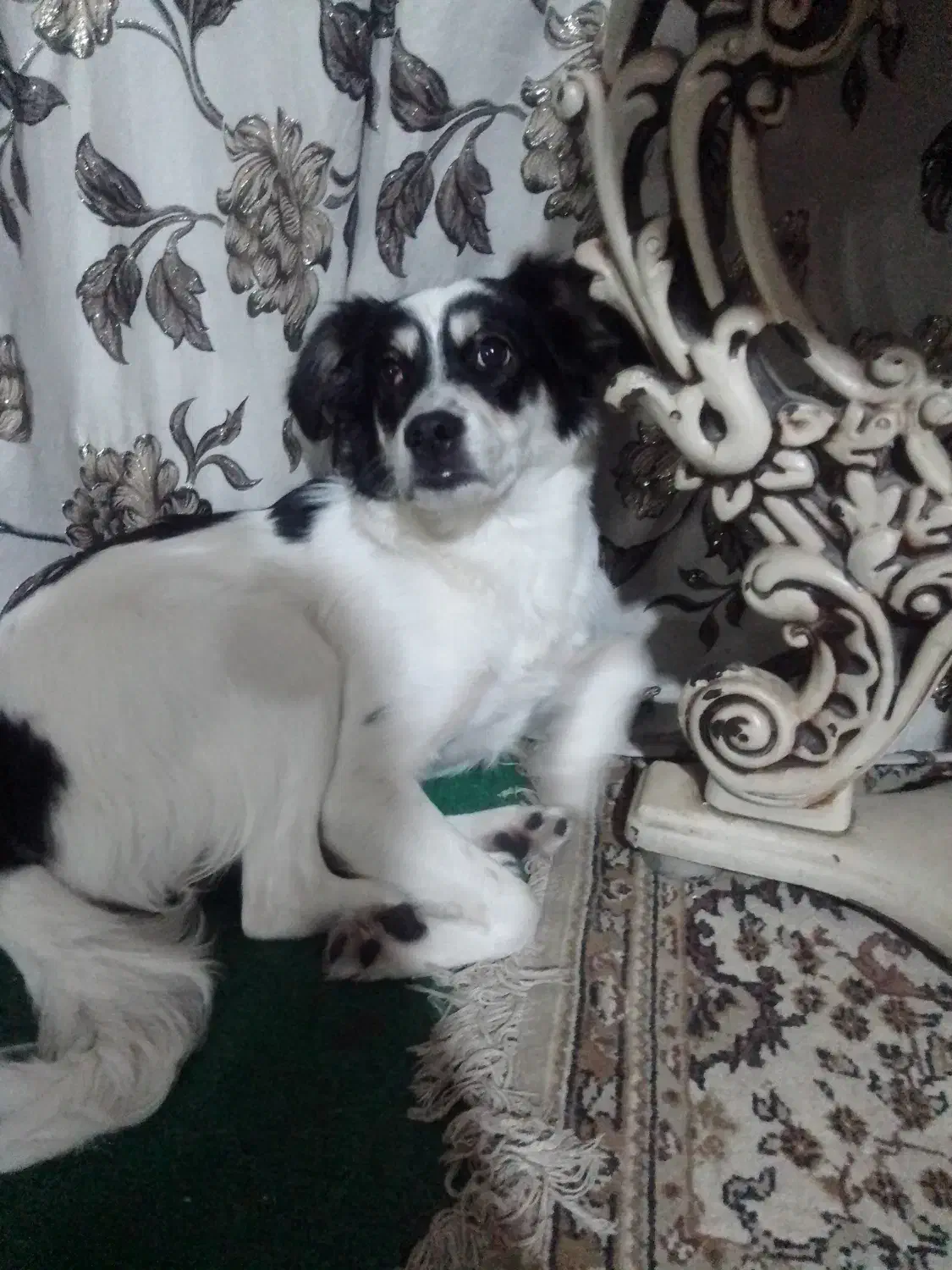 واگزاری سگ|سگ|مشهد, شهید بصیر|دیوار