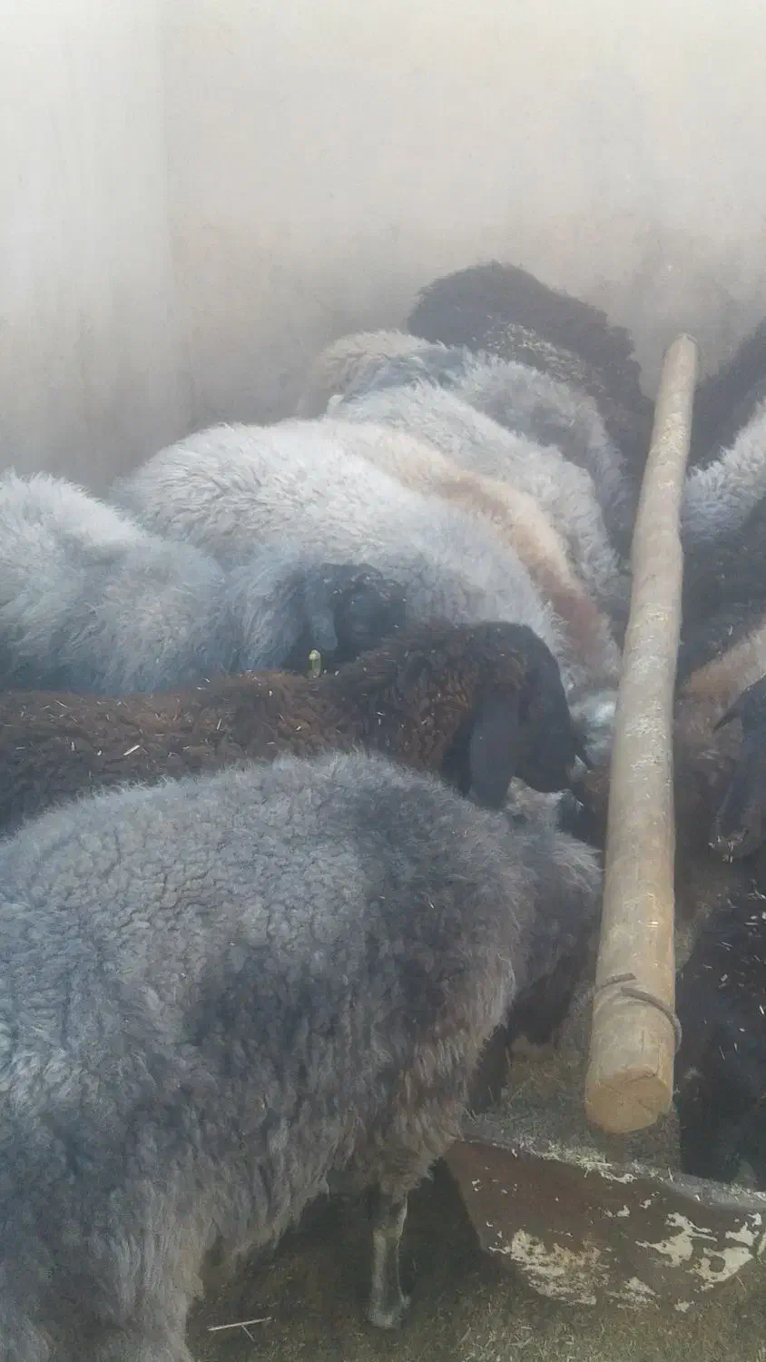 میش وبر|حیوانات مزرعه|اراک, |دیوار