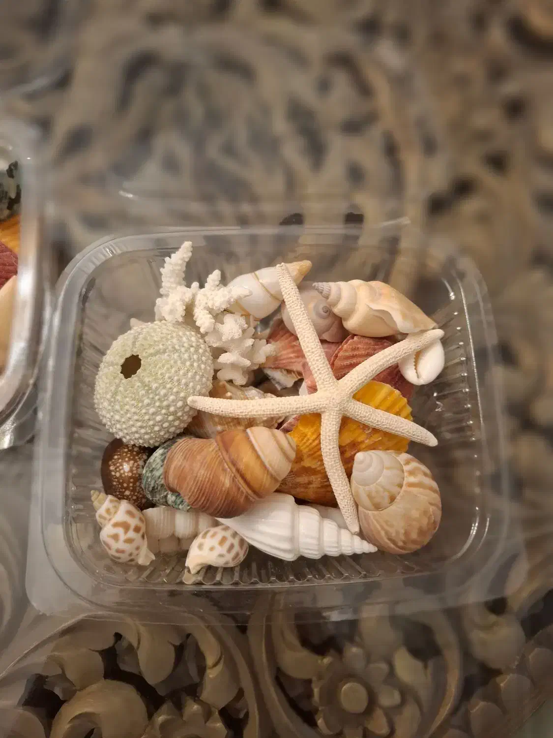 پک 20 مدل صدف زیبا و خوشرنگ و اقتصادی|صنایع دستی و سایر لوازم تزئینی|تهران, تهرانپارس جنوبی|دیوار