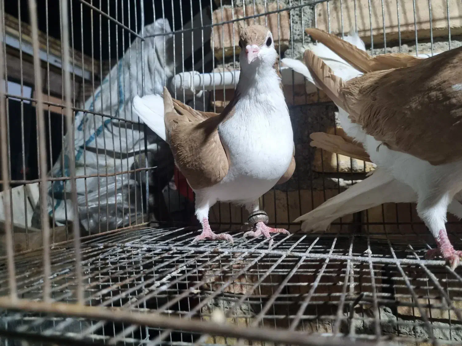 کبوتر|حیوانات|مرند, |دیوار