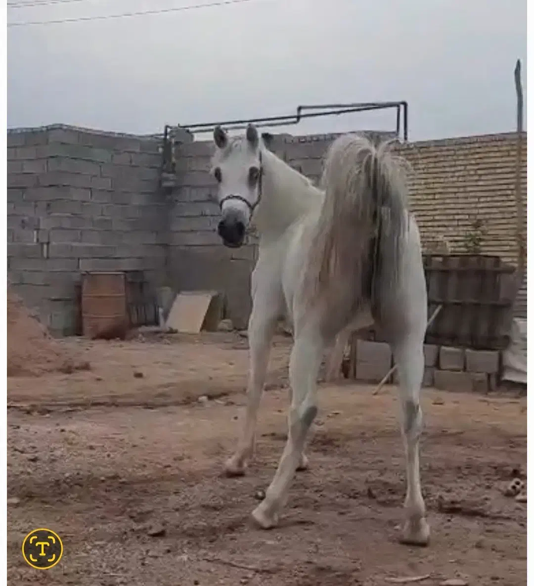 اسب|اسب و تجهیزات اسبسواری|شوشتر, |دیوار