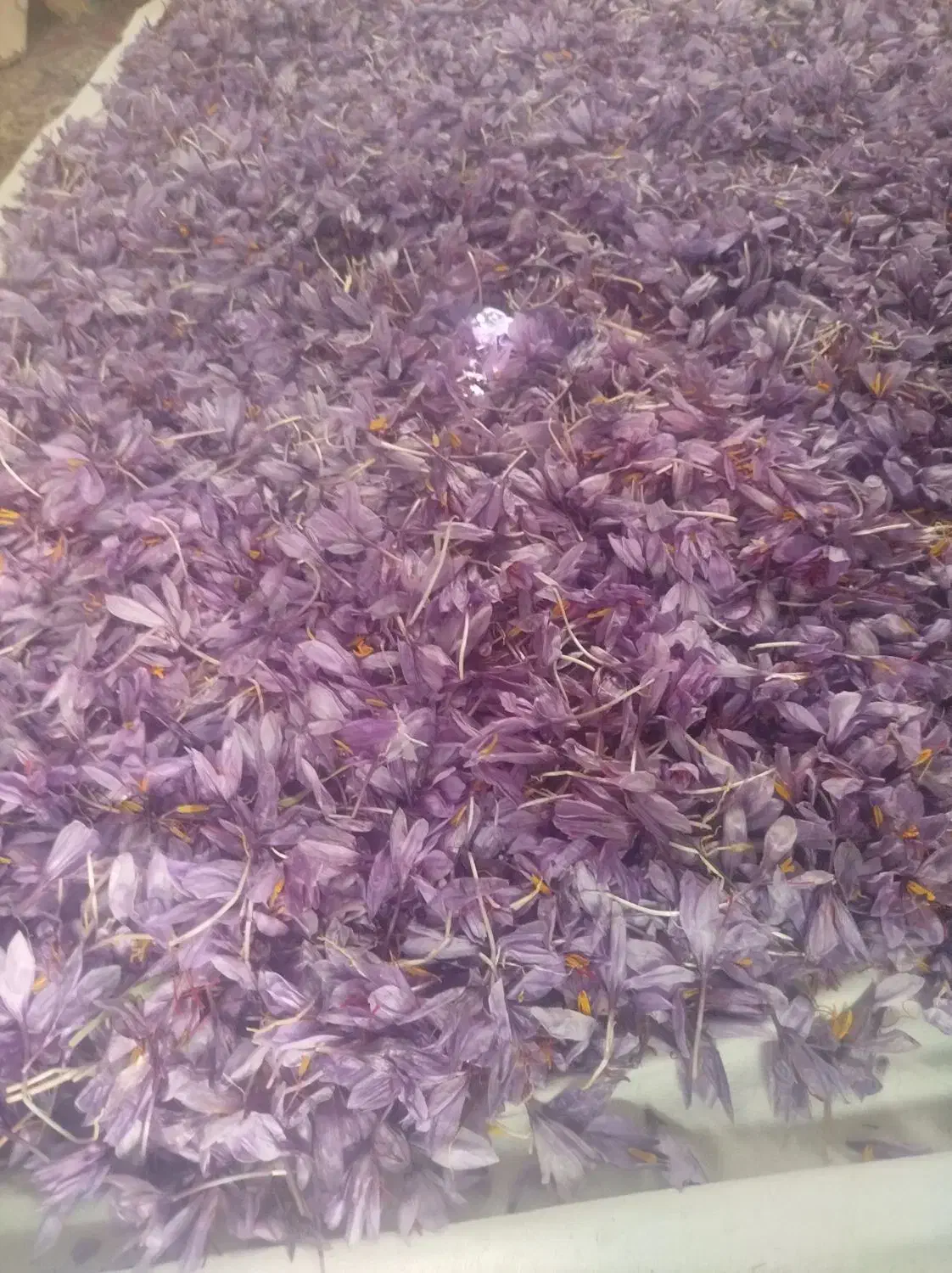 خرید و فروش گل زعفران(استعلام روزانه قیمت)|خوردنی و آشامیدنی|قائن, |دیوار