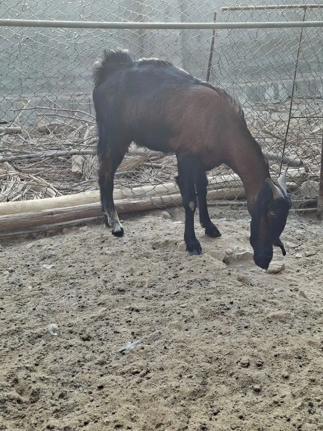 بز خوب|حیوانات مزرعه|برازجان, |دیوار