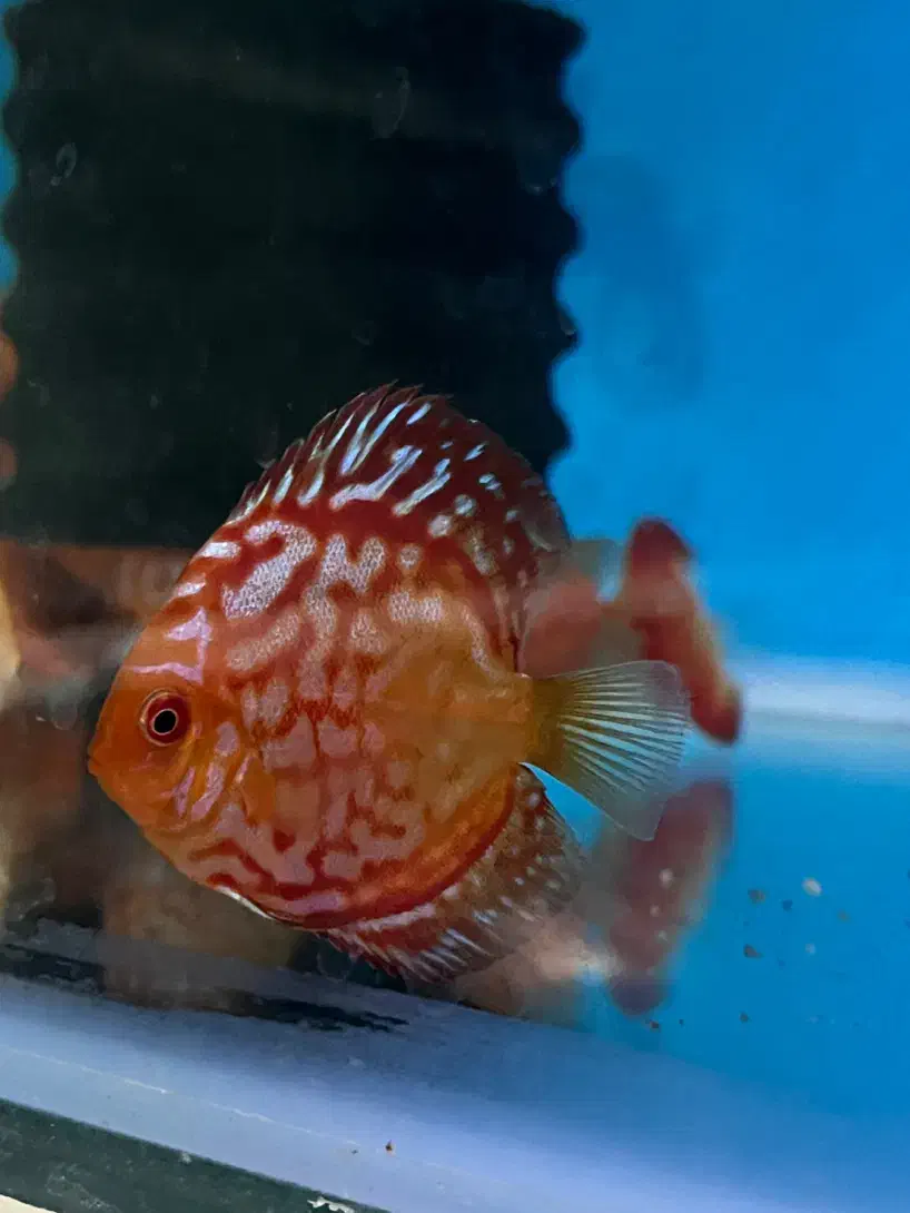 دیسکس ۲ اینچ|ماهی|اصفهان, شمس آباد|دیوار