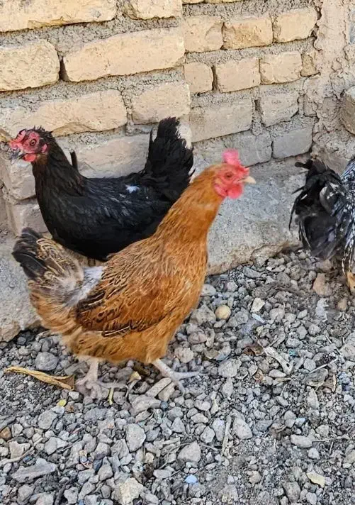 دوعدد مرغ تخم گذار|حیوانات مزرعه|مبارکه, |دیوار