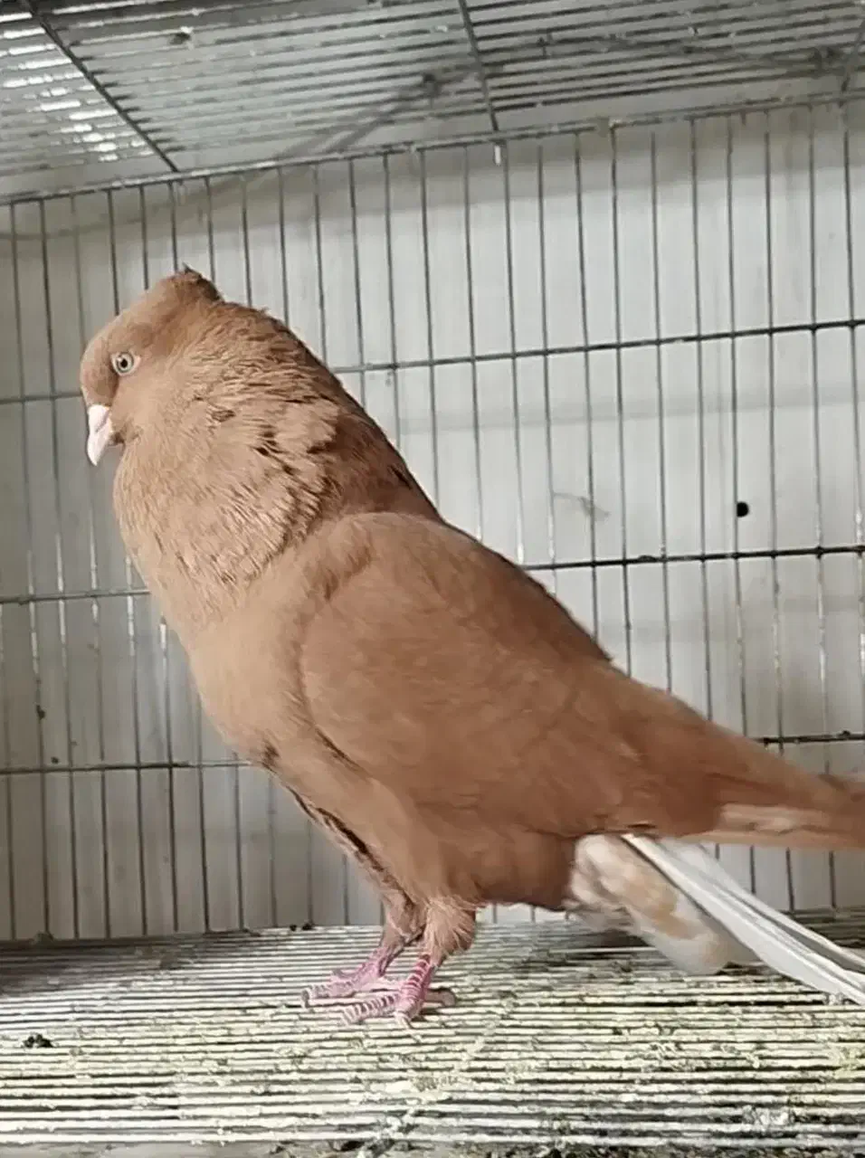 زرد دم سفید قواره به در|پرنده|مشهد, شهید شهریاری|دیوار