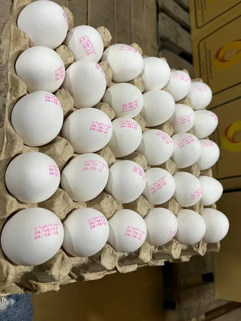 تخم مرغ سفید|خوردنی و آشامیدنی|قزوین, |دیوار