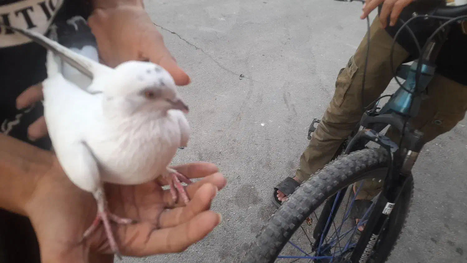 کفتر|پرنده|شیراز, شهرک بهار|دیوار