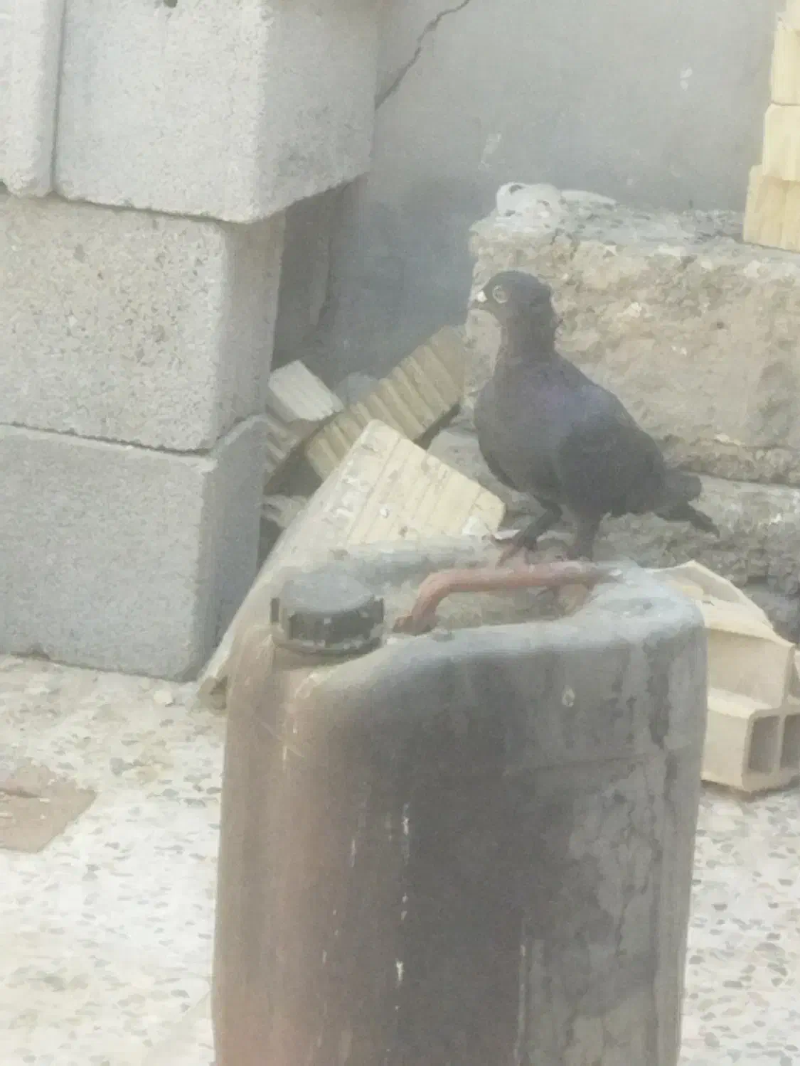 کبوتر پلاکی نر|پرنده|دهدشت, |دیوار