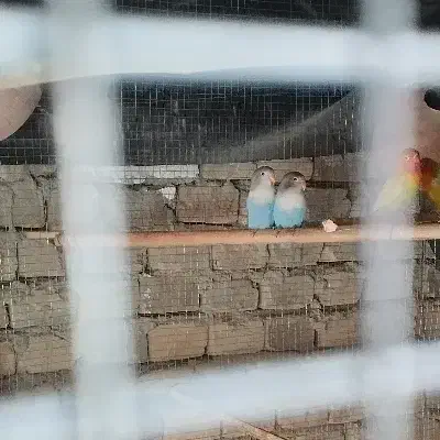 کوتوله ابی کاربنی یقه سفید|پرنده|سراوان, |دیوار