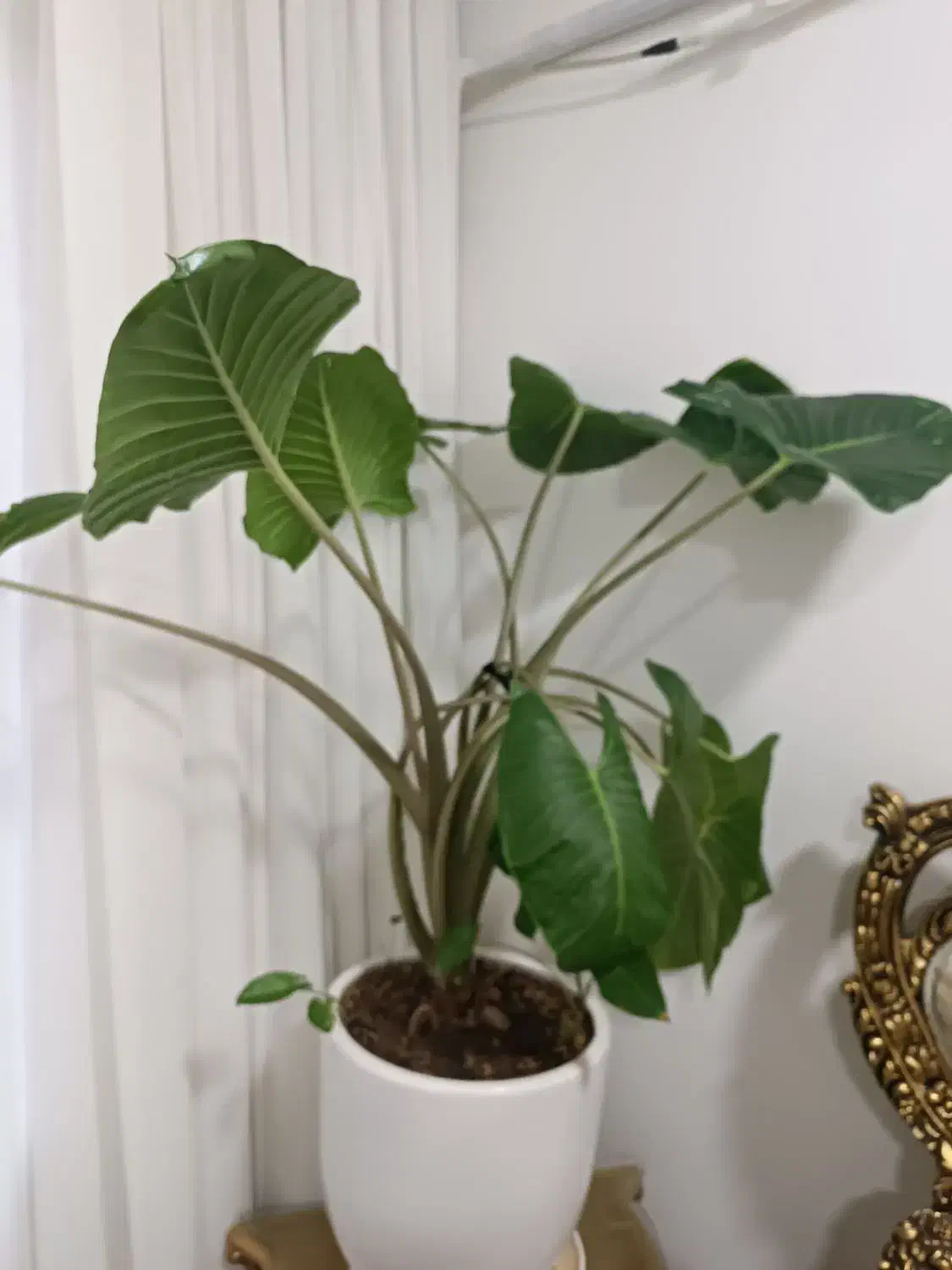 گل بابا آدم|گل و گیاه طبیعی|الیگودرز, |دیوار