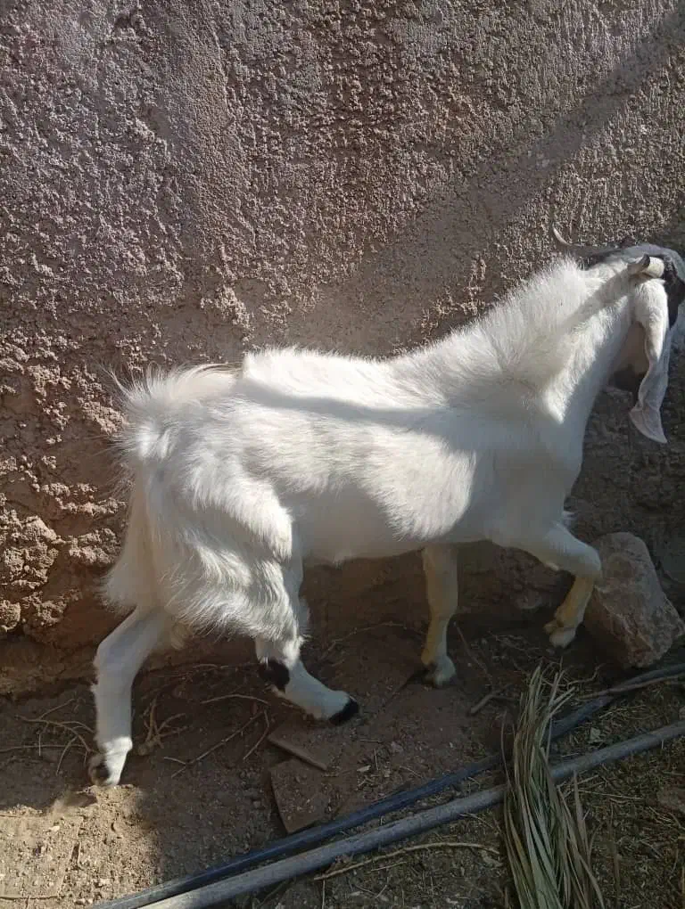 یک عدد کهره پاکستانی نر هست نژاد خوب|حیوانات مزرعه|دلوار, |دیوار