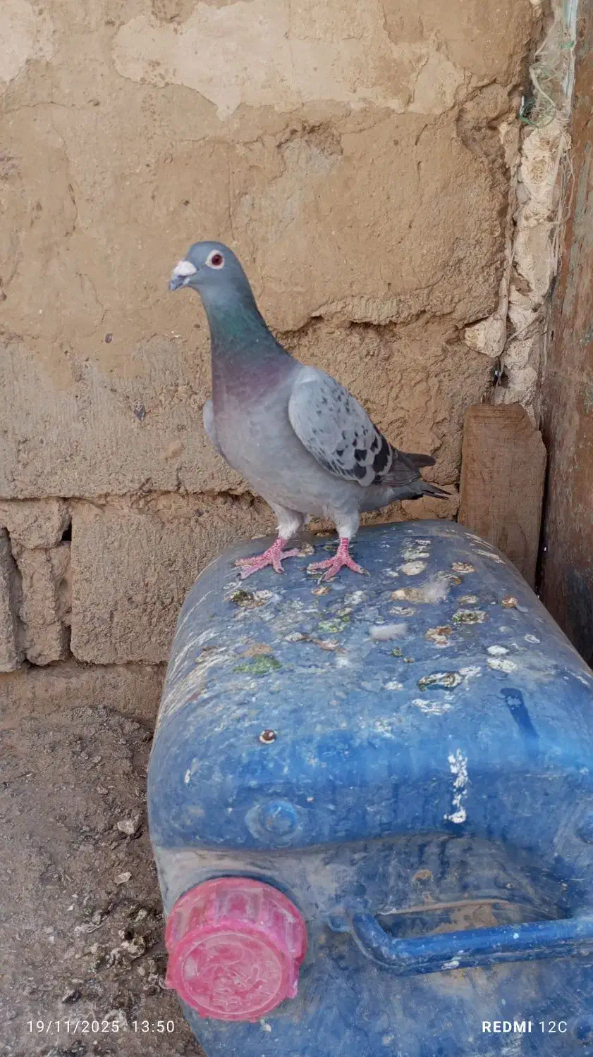 نروماده مگس|پرنده|زهک, |دیوار