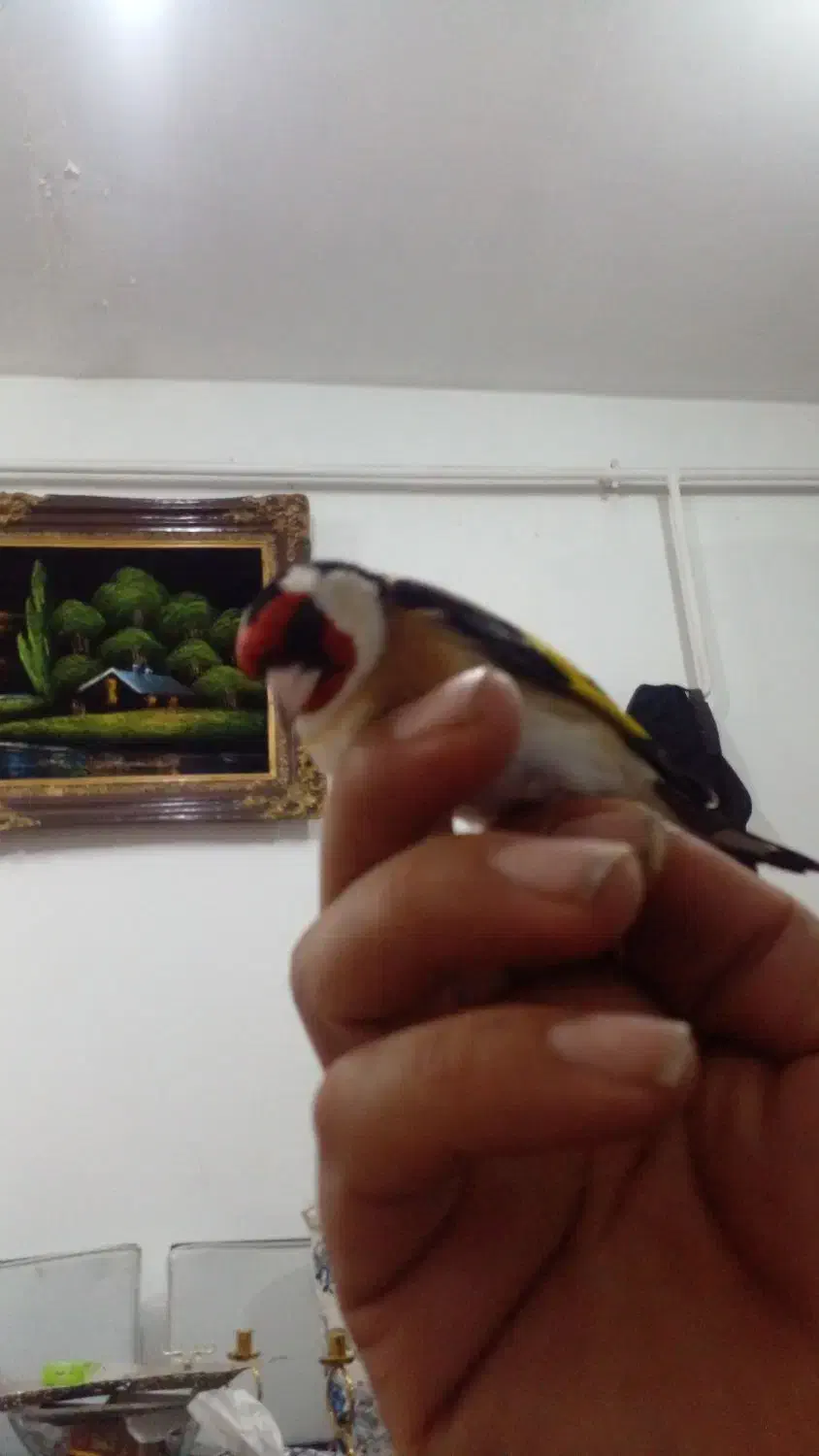 سهره نر|پرنده|رشت, جانبازان|دیوار