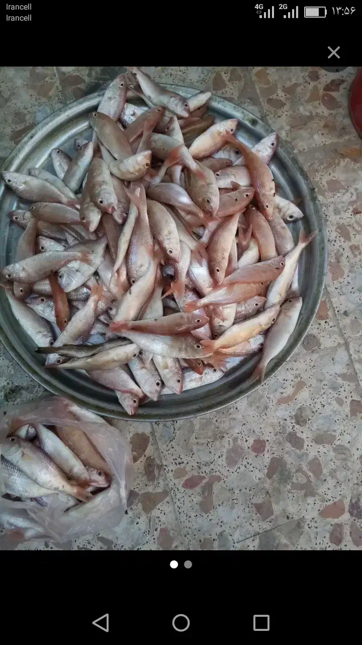 ماهی|ماهی|شوشتر, |دیوار