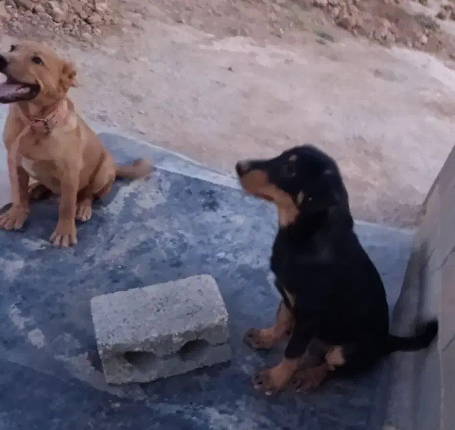 واگذاری سگ|سگ|شاهین‌شهر, گرگاب|دیوار