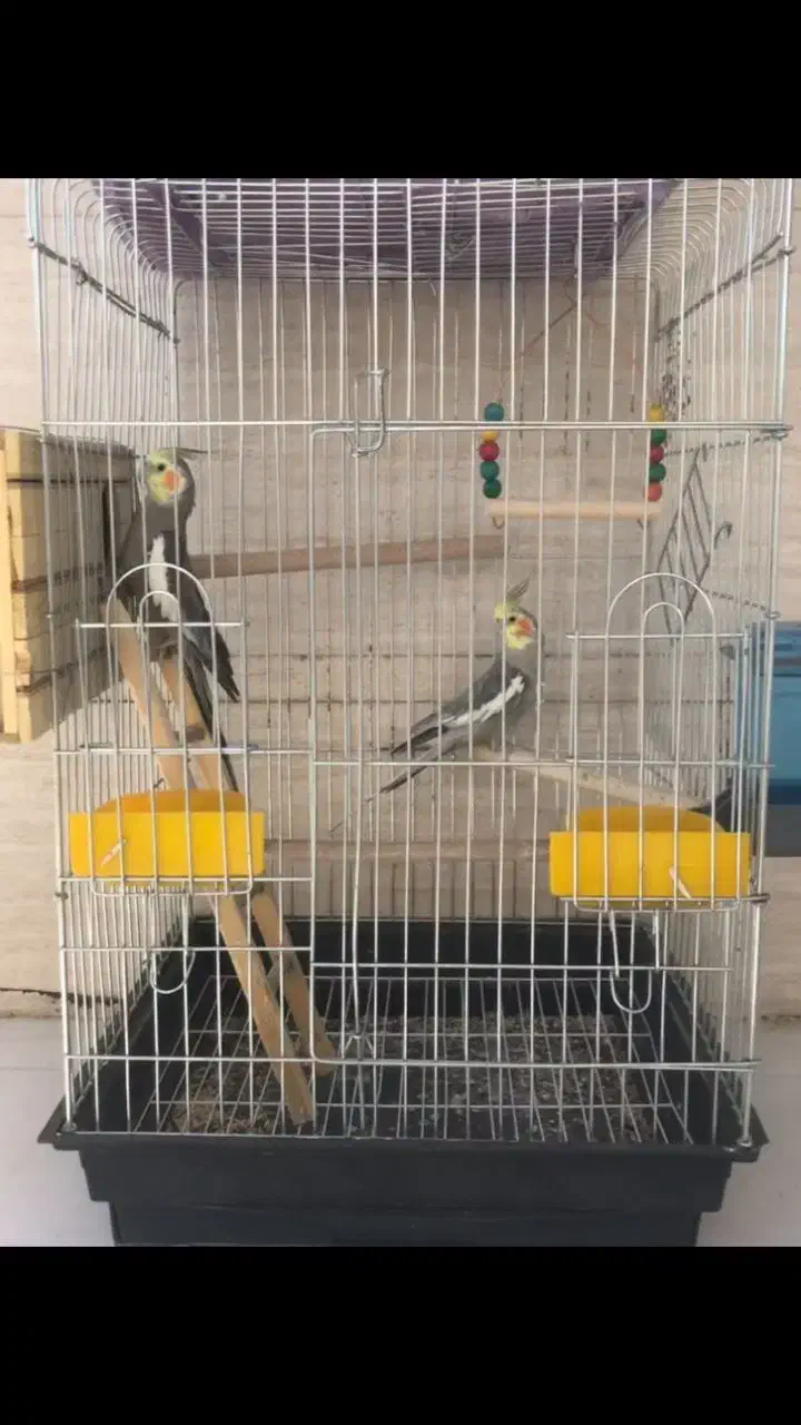 عروس هلندی|پرنده|خفر, |دیوار