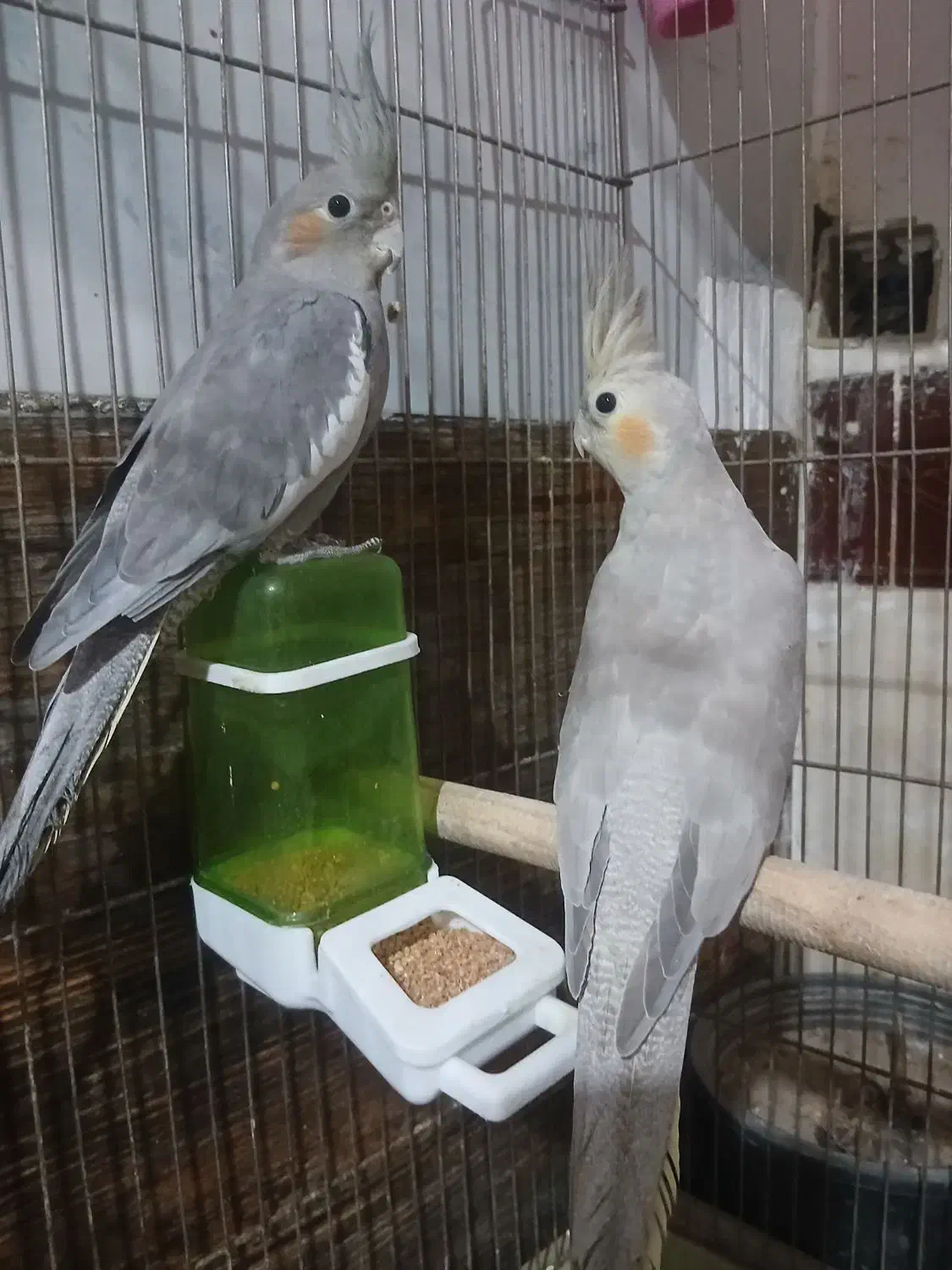 یک جفت عروس هلندی جوان|پرنده|اقبالیه, |دیوار