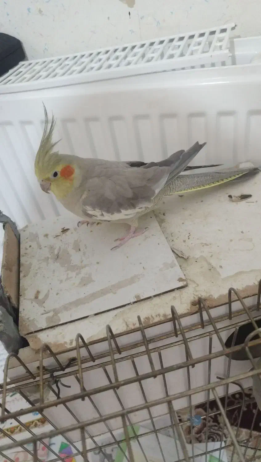 پرنده|پرنده|محمدیه-قزوین, |دیوار