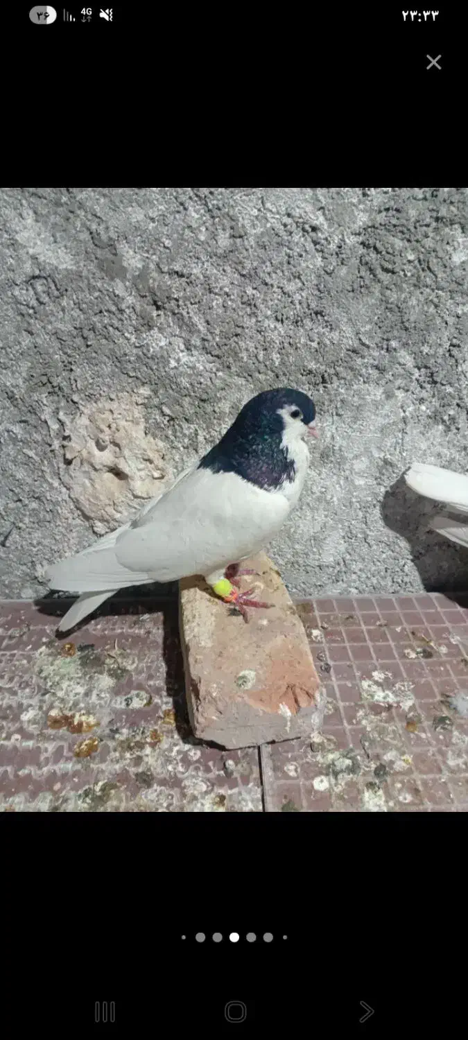 کبوتر|پرنده|ایرانشهر, |دیوار