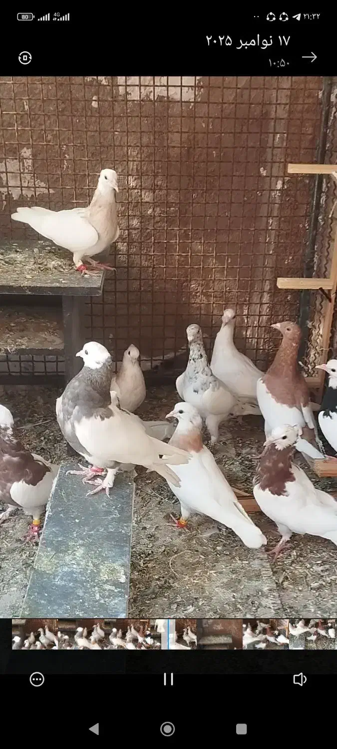 10عدد جوجه طوقی|پرنده|فردوس (خراسان), |دیوار