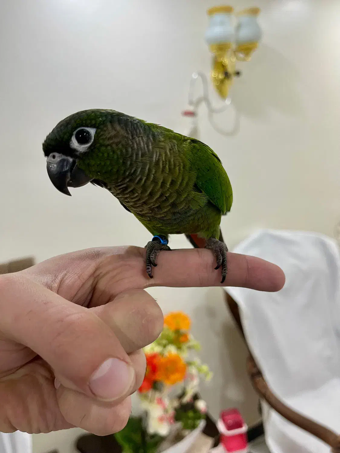 طوطی گرینچیک رام و دستی|پرنده|تهران, تهرانسر شمالی|دیوار