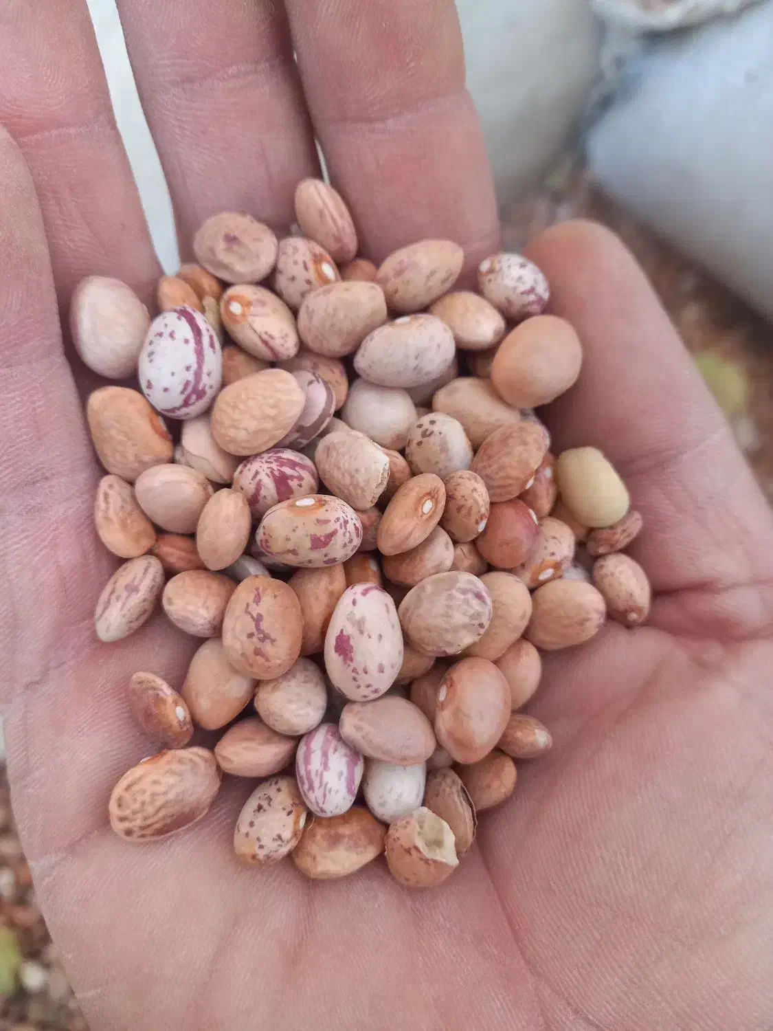 لوبیا|عمدهفروشی|خمین, |دیوار