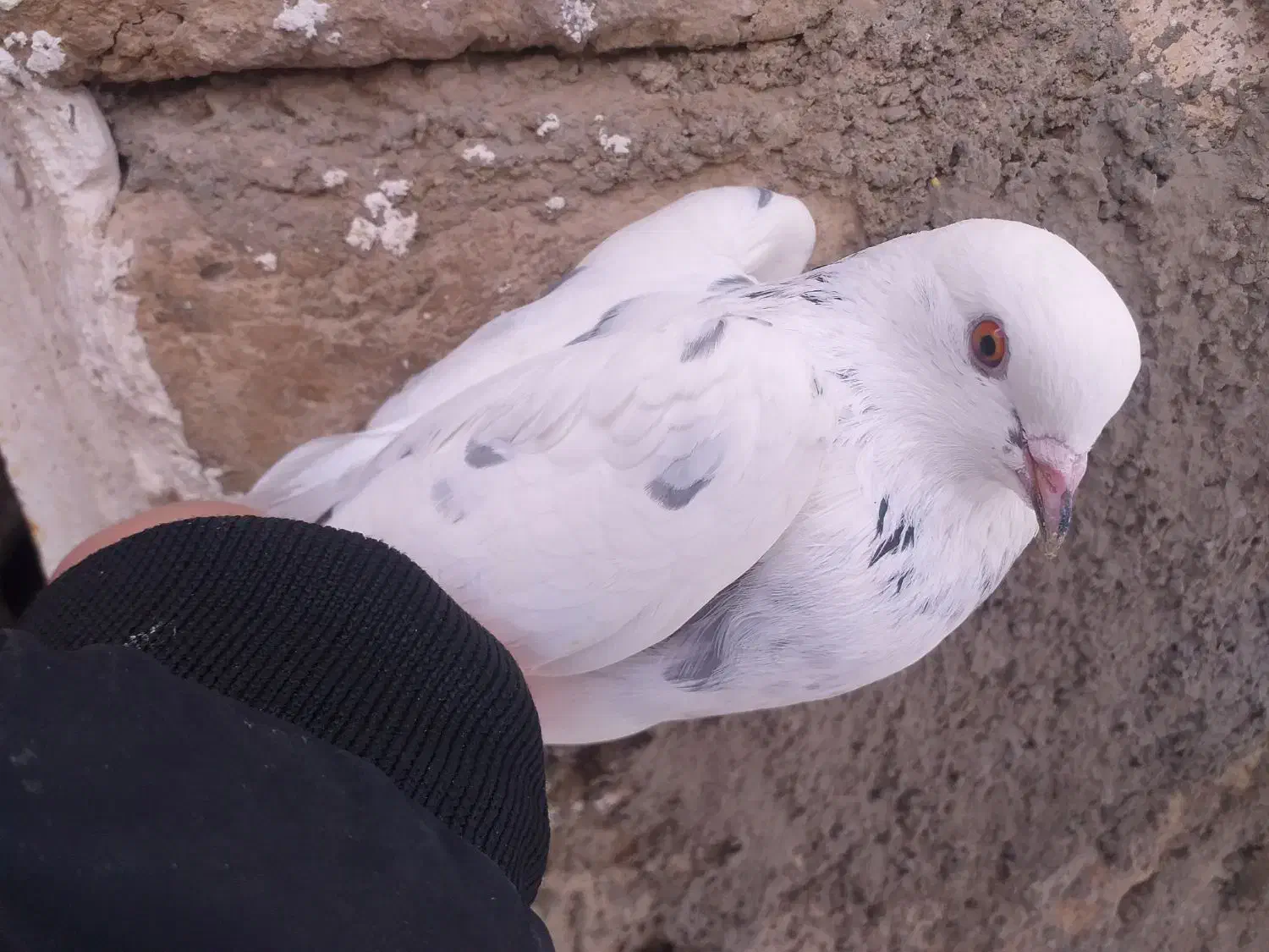 کبوتر|پرنده|سجاس رود, |دیوار