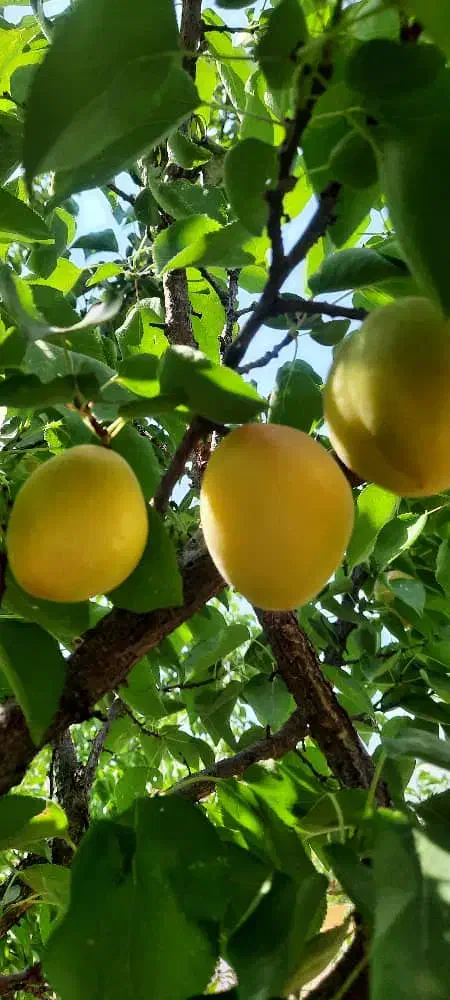 باغ ۱۰ ساله مثمر بر اتوبان تهران|فروش دفتر صنعتی، کشاورزی، تجاری|کرمانشاه, |دیوار