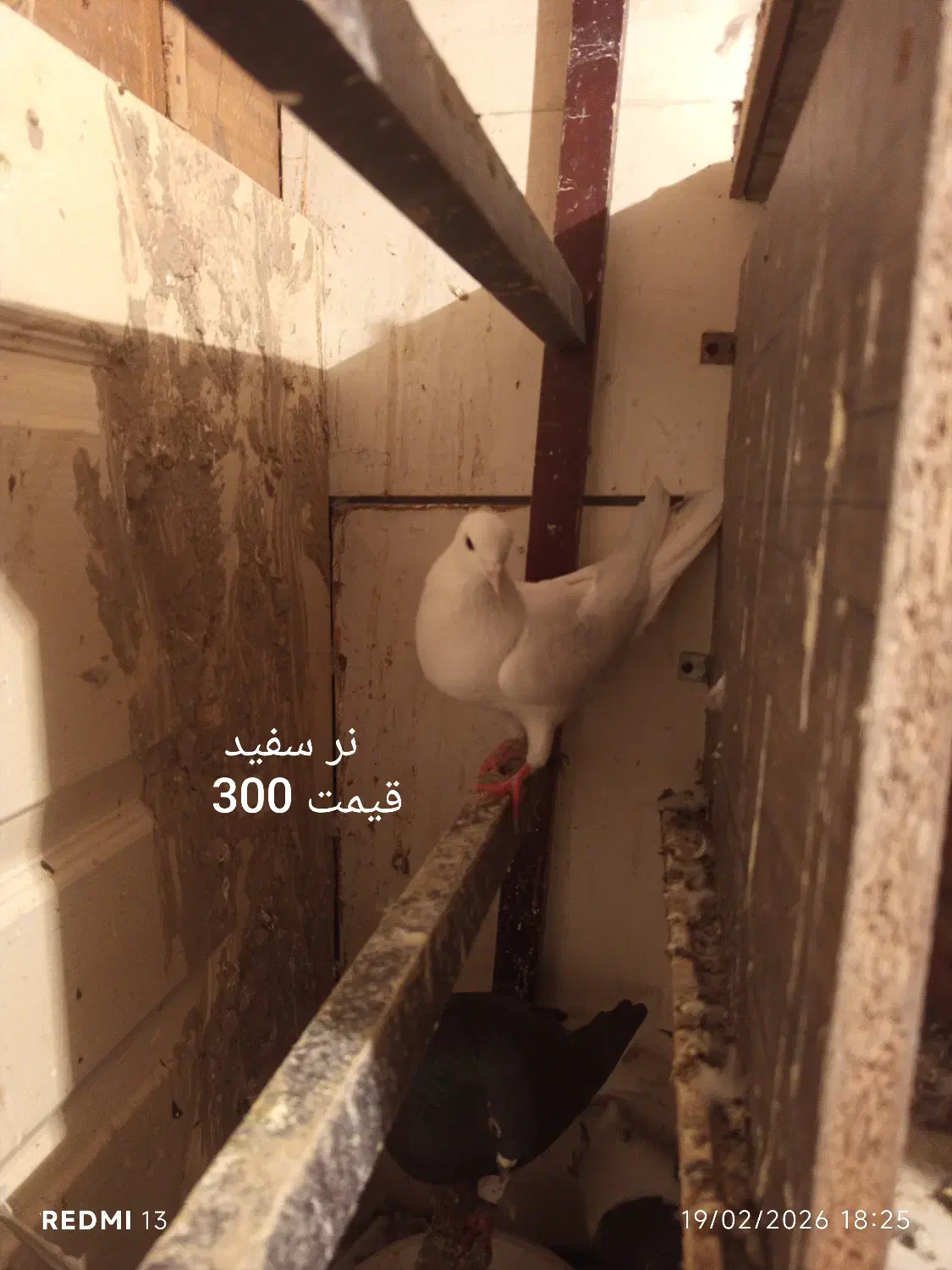 کفتر|پرنده|مشکیندشت, |دیوار