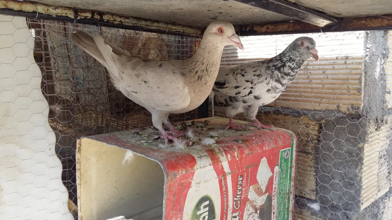 سرورنر وماده|پرنده|مبارکه, |دیوار