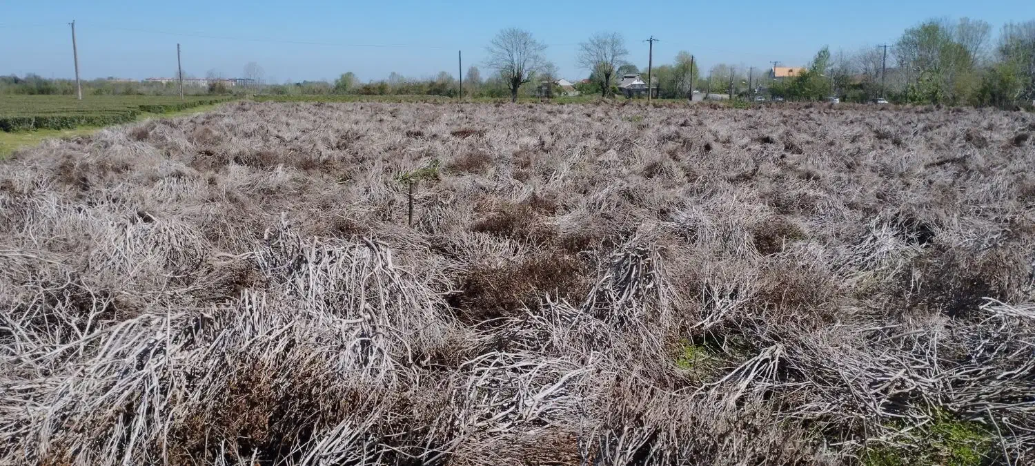 چای|خدمات باغبانی و درختکاری|فومن, |دیوار